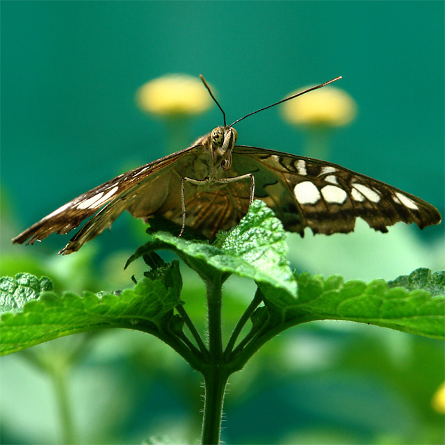 Comment Les Papillons Se Reproduisent Les papillons
