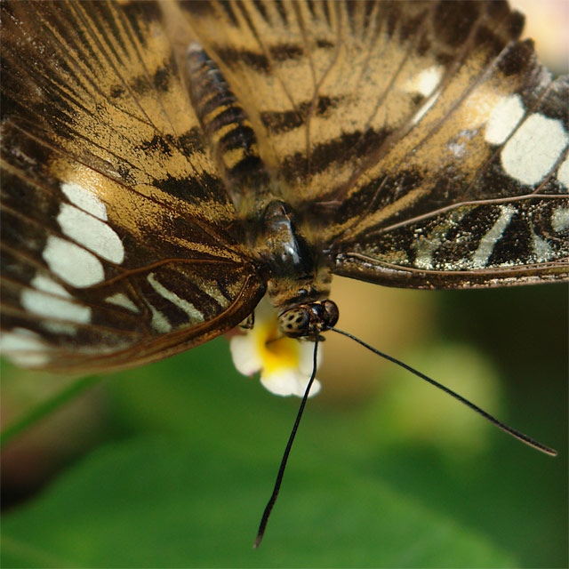 Comment Les Papillons Se Reproduisent Les papillons